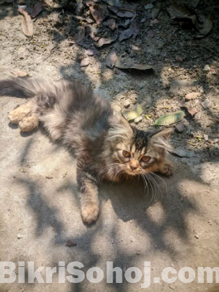 Persian cats for sell
